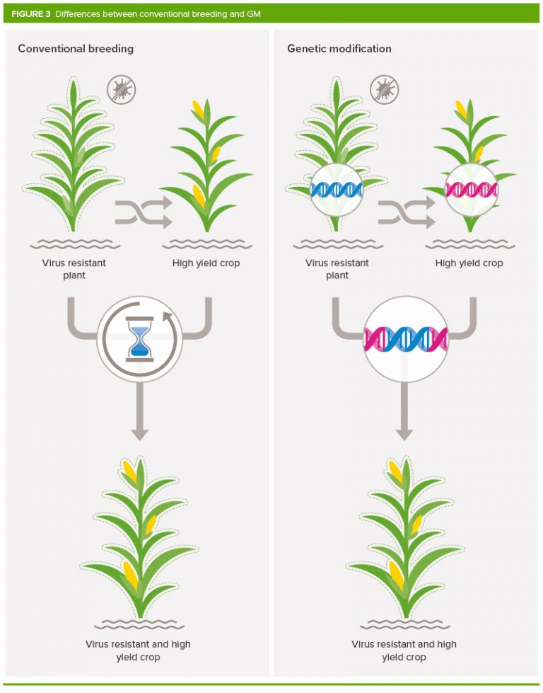 اصلاحات ژنتیکی یا اصطلاحا GM تکنولوژی ای میباشد که شامل تزریق دی ان ای به ژنوم یک ارگانیسم است. برای تولید یک محصول اصلاح ژنتیکی شده باید دی ان ای جدیدی به سلول های محصول انتقال پیدا کنند. معمولا پس از این مرحله به پرورش سلول ها پرداخته میشود تا تبدیل به گیاهان و محصولات مدنظر شوند. دانه هایی که از این محصولات و گیاهان بوجود می آیند دی ان ای اضافه شده در مرحله قبلی را به ارث میبرند.