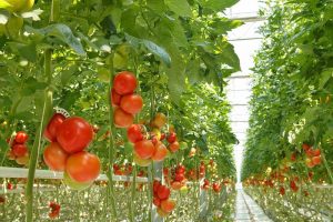 سیستم جزر و مد کشت هیدروپونیک سیستم جزر و مد hydroponics tomatoes 300x200
